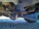 Old Stuff: Rough Country 2.5" Radius arm drop bracket