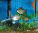 1978 Ford Bronco - A freshwater aquarium scene three fish, aquatic plants, and a submersible heater.
