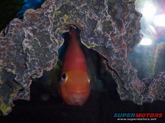 Orange fish peeking from behind aquarium rock decoration