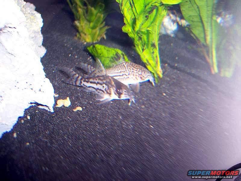 Two small striped fish swim in a dark aquarium with green plants and a white rock