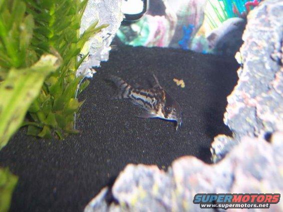 Striped catfish swimming in a dark aquarium with green plants and rocks