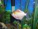 1978 Ford Bronco - A fish swims among aquatic plants in a tank, with a watermark visible at the bottom right.
