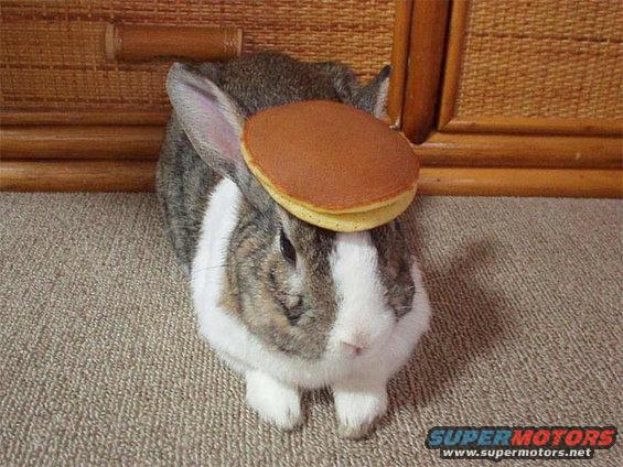 pancakehead_1571293i.jpg Your argument that I spent too much is invalid....here is a bunny with a pancake on its head.