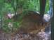1978 Ford Bronco - A fish swims in its aquarium habitat, surrounded by green plants and colorful gravel.