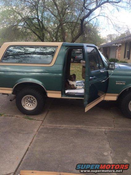 Green 1990 Ford Bronco with tan top, driver's door open, dog sitting inside