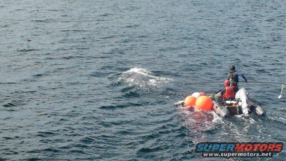 Inflatable boat with two people and orange buoys, near a whale's blowhole in the ocean