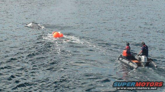 whale surfaces near orange buoys while a small boat with two people approaches