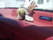 1991 Ford Bronco