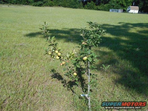 Young apple tree with green fruit in a grassy field
