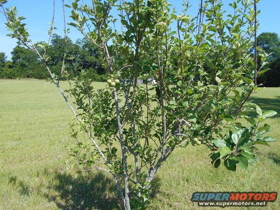 young apple tree with green apples in a grassy field