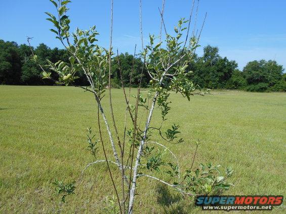 Young tree with sparse leaves in a wide, green, mown field under a clear blue sky