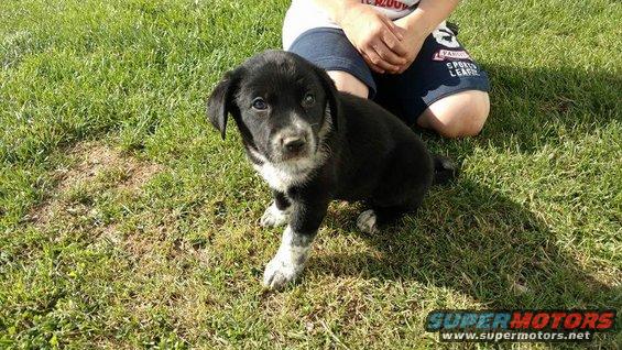 Black and white puppy sitting on green grass next to a person's knees