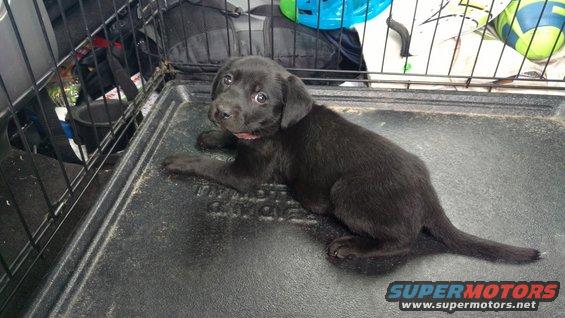Black puppy lying down inside a crate with a pink collar