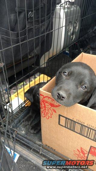 Black puppies in a cardboard box next to a wire cage