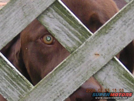 Brown dog's eye peeking through a weathered wooden lattice fence