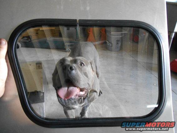 Dog looking through a window frame. A hand is visible on the left edge