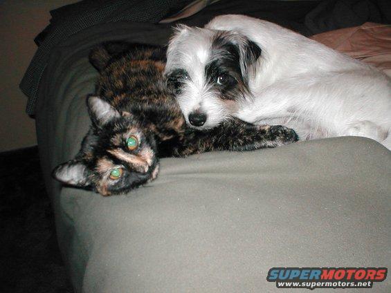 Tortoiseshell cat with green eyes and a white terrier mix dog with black markings resting together on a bed. Supermotors.net logo in lower right