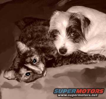 Dog and cat lying together