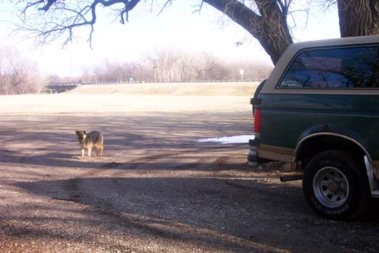Rear view of a 1987 Ford Bronco parked on gravel with a dog nearby