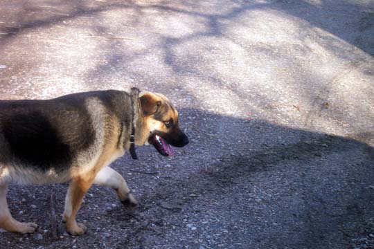 German Shepherd dog walking on gravel