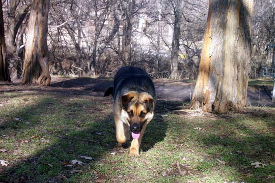 German Shepherd dog walking on grass in a wooded area