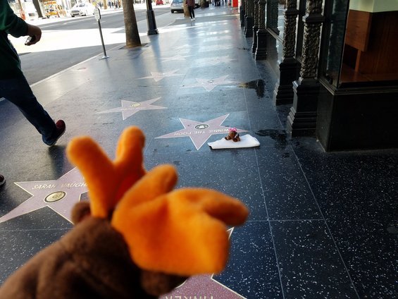 moose-23.jpg