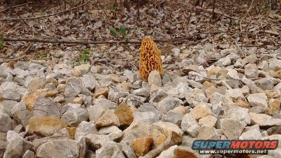 Morel