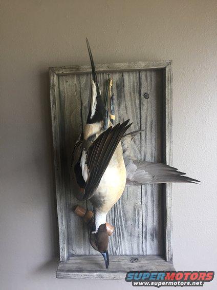 img_5593.jpg Pintail