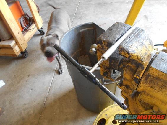 Gray dog with tongue out near a trash can and a vise holding a tool