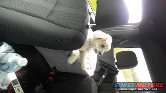White dog sits on car seat next to a water bottle and a vacuum cleaner attachment