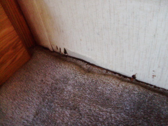 pict0441.jpg