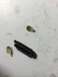1989 Ford Bronco - A single threaded bolt is shown with oil stains on a white surface, suggesting mechanical work.