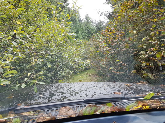 Vehicle hood with leaves and water droplets, driving on a path through trees and bushes