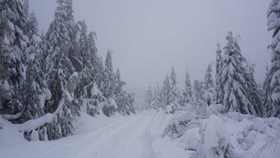 snowy road through a forest with snow-covered trees