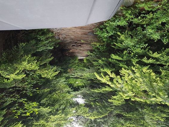 Gray vehicle hood and fender over dense green foliage and weathered wood