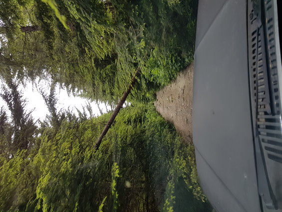 Interior view of vehicle on dirt road, trees and fallen log