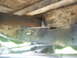 1989 Ford Bronco - Underside view of a vehicle's frame and suspension components, showing signs of wear and age.