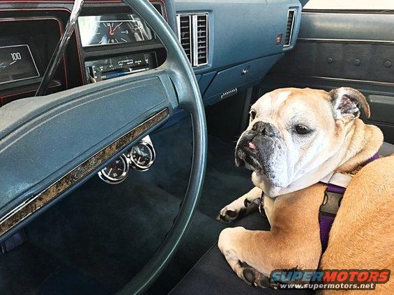 Interior of a 1975 Chevrolet Chevelle with a bulldog in the passenger seat