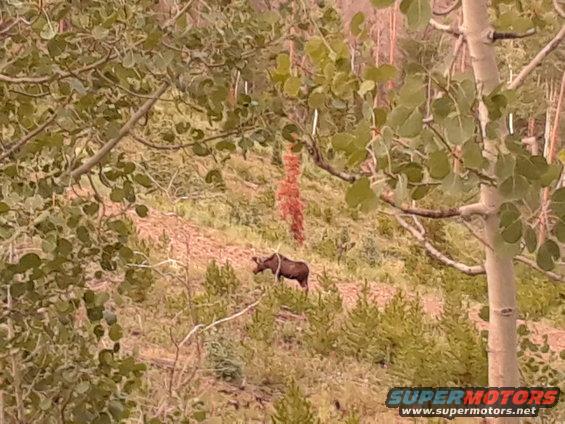 20170809_194740.jpg One of three moose