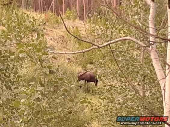 20170809_194718.jpg A different moose