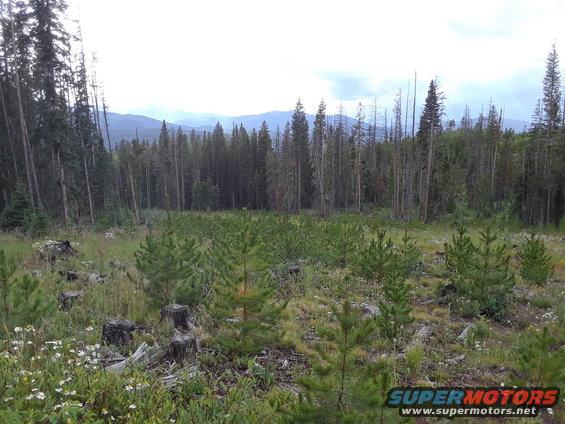 Some fresh growth evergreens