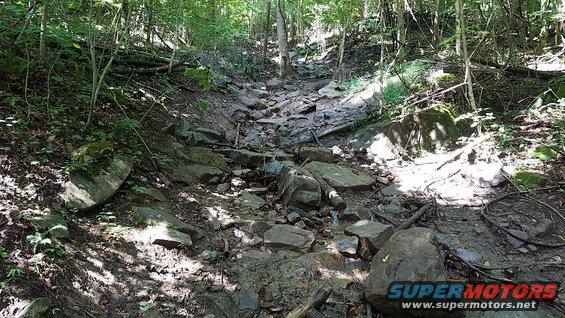 Rocky forest stream bed with trees and shadows