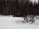 1995 Jeep YJ - A Jeep Wrangler is partially submerged in deep snow, surrounded by a dense forest.