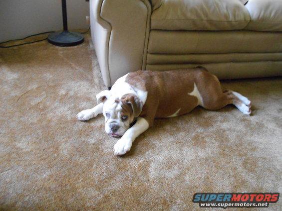 Brown and white English Bulldog lying on a tan carpet next to a couch