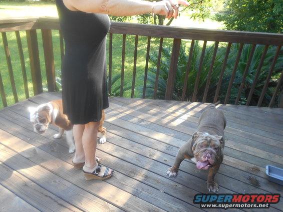 person on deck with two bulldogs, one in front with tongue out, other behind person