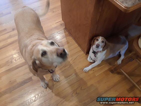 yellow lab looking at camera, beagle lying down next to wooden cabinet