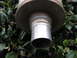 1987 Jaguar XJ6 - Close-up view of a vehicle's exhaust pipe, showing metalwork and surrounding foliage.
