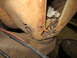 1967 Ford F-250 - Significant rust damage is visible on this vehicle's structural components, indicating a need for repair.