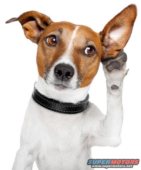 Jack Russell Terrier with paw over ear