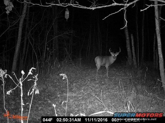 2016-big-buck-at-kieths.jpg 